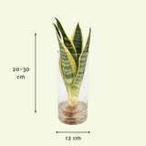 Sansevieria en Verre Cylindre - ø12cm - ↕30cm