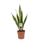 Sansevieria Trifasciata Lawrence - Ø117cm - ↕60cm