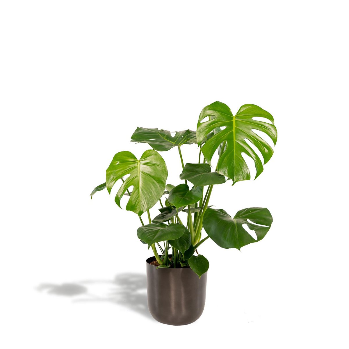 Monstera Deliciosa de 80 cm avec feuillage luxuriant