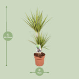 Dracaena Sunray - Ø17cm - ↕70cm
