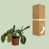 Promo - Fascinateur de Maranta Leuconeura - Ø12cm - ↕30cm