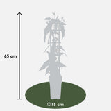 4x - Lonicra Henryi - ↨65cm - Ø15