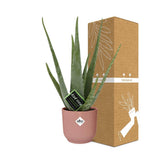 Aloe Vera en pot pliant en plastique rose 12 cm