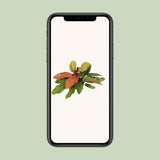 Philodendron Prince d'orange - Ø27 cm - 75 cm