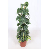 Philodendron Scandens Brésil - Ø24cm - ↕120cm