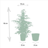 Ficus benjamina Twilight en pot avec cache-pot