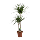 Dracaena Marginata - Ø19cm - ↕110cm