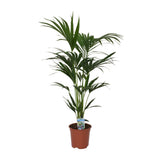 Howea Leinets - Ø21 - ↨120cm