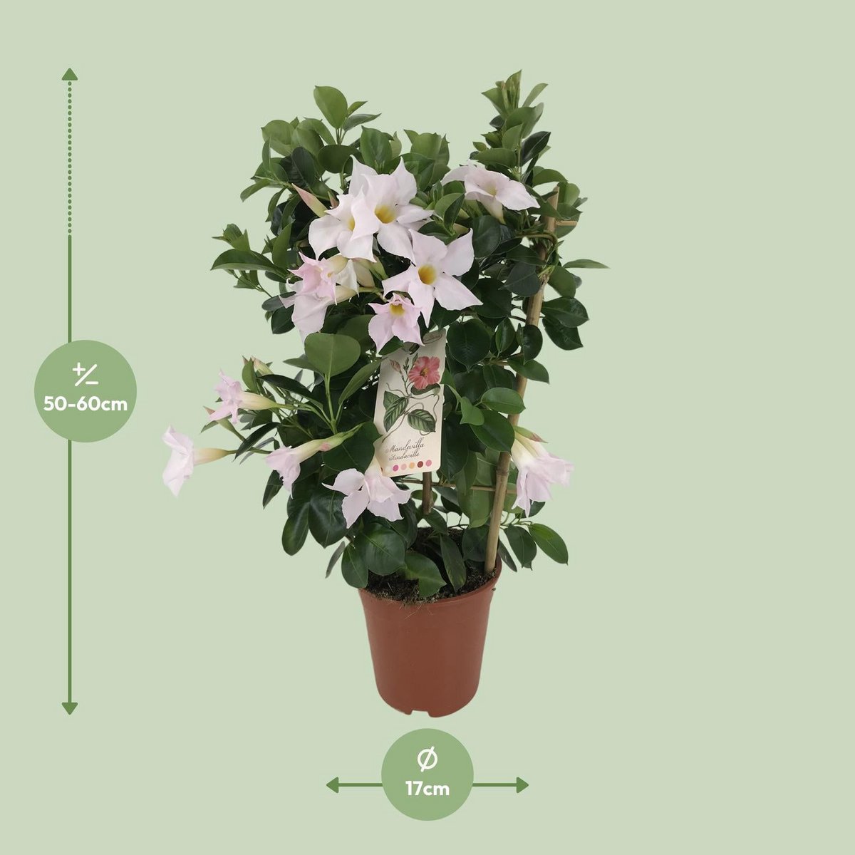Mandevilla Sundaville Classic White Rek dans un cadre intérieur élégant