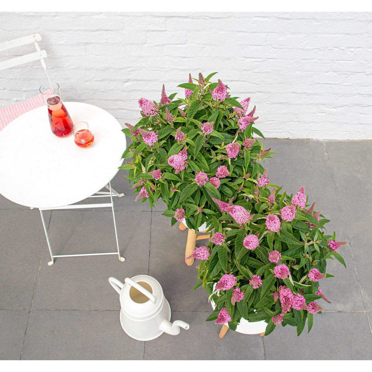 Buddleja 'Butterfly Candy Little Pink' dans un intérieur lumineux