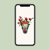 Photinia Fras. 'Volcan magique' - Ø19cm - ↕30cm