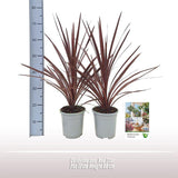 Cordyline Red Star - Plante d'intérieur avec feuilles rouges vibrantes