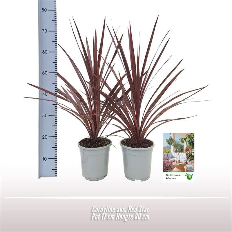 Cordyline Red Star - Plante d'intérieur avec feuilles rouges vibrantes