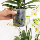 Arrangement floral avec des plantes Rhipsalis et orchidées