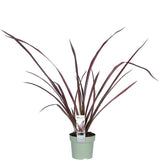 Phormium 'rose flamanto' - Ø14cm - ↕50cm