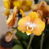 Lot de 3 orchidées orange doré avec pot Como et réservoir d'eau