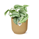 Plante Scindapsus peint « Trebie » en pot jaune 14 cm