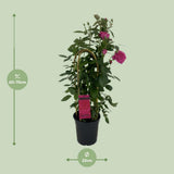 Rosa Sparkling Select P22 - Ø22cm - ↕70cm