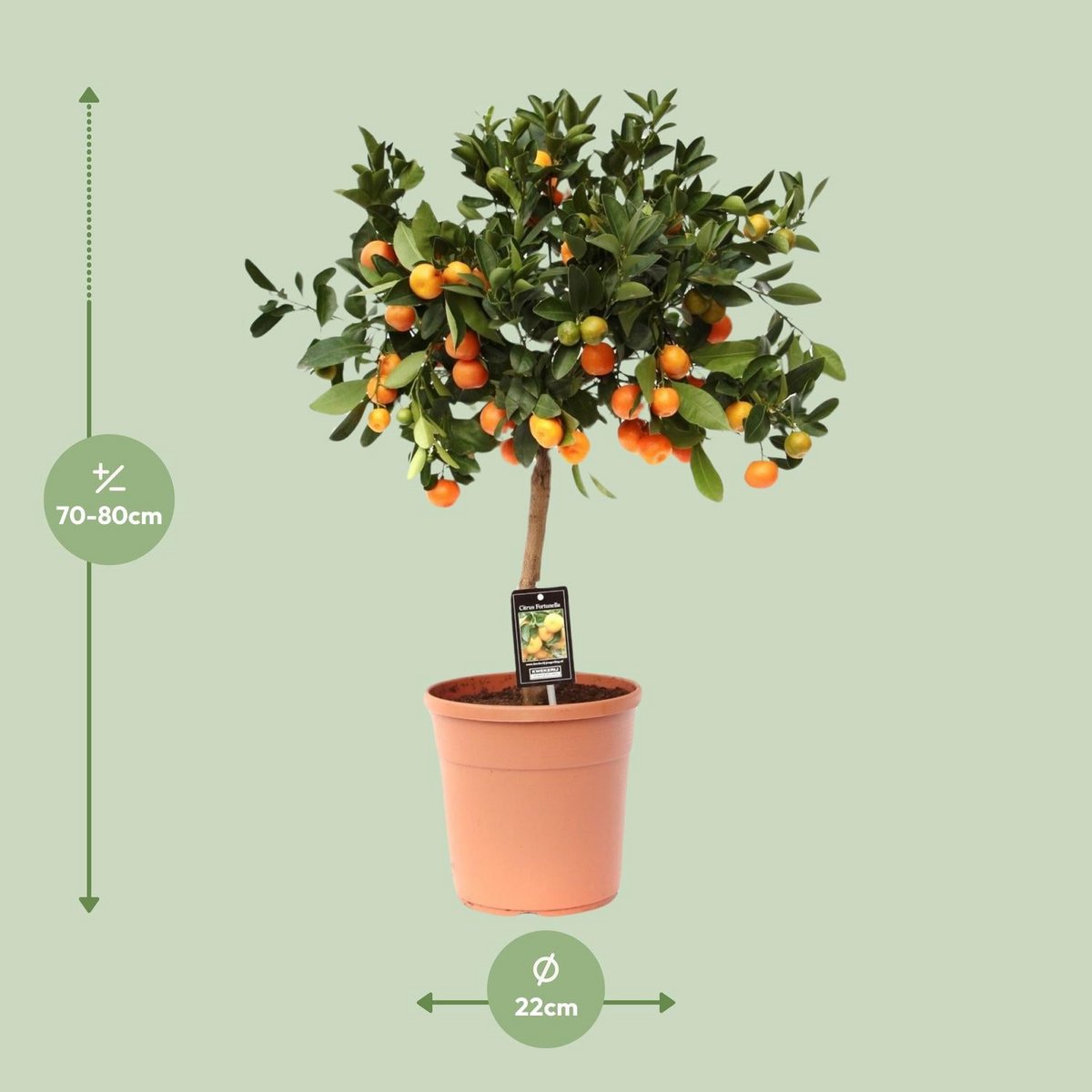 Citrus calamondin - Ø22 cm - ↕80cm