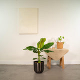 Muse Cavendish naine - ↨90 cm - Ø21 cm + Pot Mike Lead