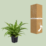 Asplenium Antiquum dans un intérieur moderne - Élégance naturelle