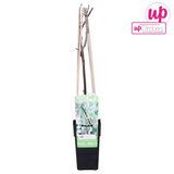 Wisteria Floribunda Alba - Raine blanche - Ø15cm - ↕65cm