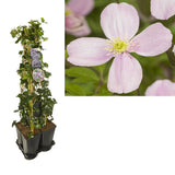 Mélange de plantes Hedera et clématite