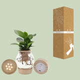 Clusia dans Bolglas + Click Curke + LED - Ø12cm - ↕30cm