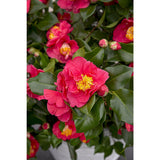 Camellia jap. 'Dr. King '- Ø29cm - ↕90cm