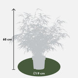 4x Fargesia Rufa - ↨60cm - Ø19