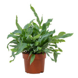 Plante artificielle Phlebodium étoile bleue 12 cm