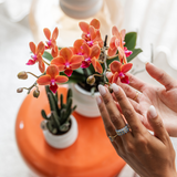 Lot de 4 orchidées Phalaenopsis orange avec pots