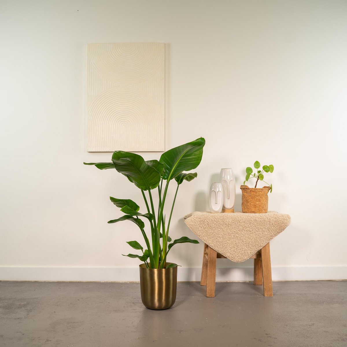 Strelitzia Nicolai avec pot doré