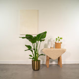 Strelitzia Nicolai avec pot doré