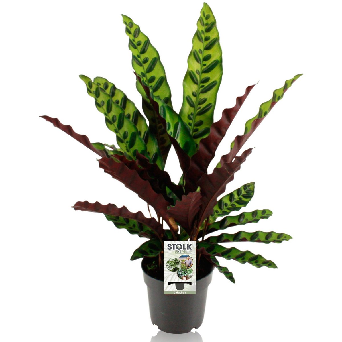 Calathea lancifolia remarquable - plante d'intérieur élégante avec des feuilles décoratives
