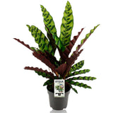 Calathea lancifolia remarquable - plante d'intérieur élégante avec des feuilles décoratives