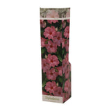 Plante Dipladenia rose