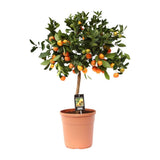 Citrus calamondin - Ø22 cm - ↕80cm