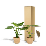 Lot de 2 plantes Alocasia vertes