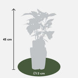 4x - Rubus ID. Twotimer Mix - ↨45cm - Ø13
