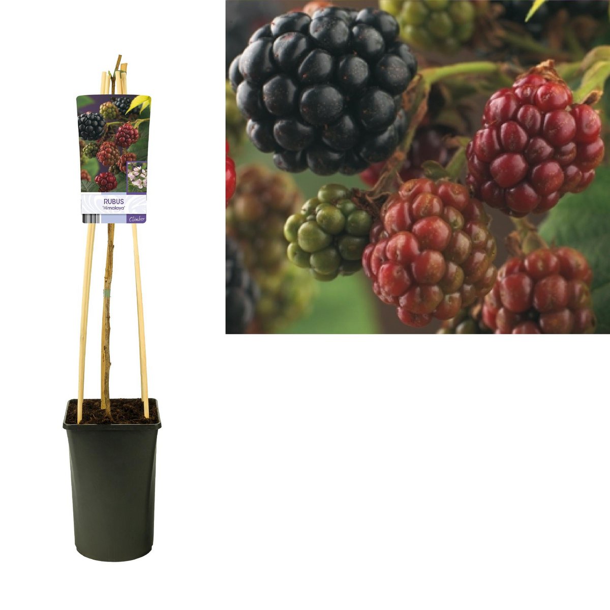 Rubus 'Himalaya' - Plante d'intérieur avec feuillage luxuriant