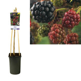 Rubus 'Himalaya' - Plante d'intérieur avec feuillage luxuriant