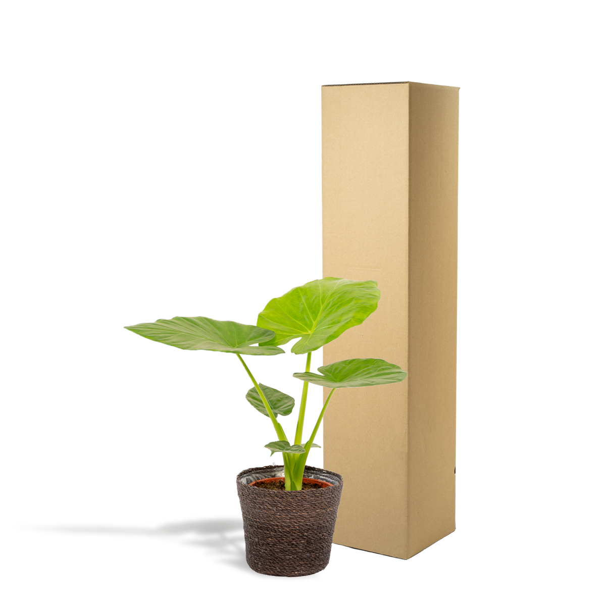 Image de diapositive