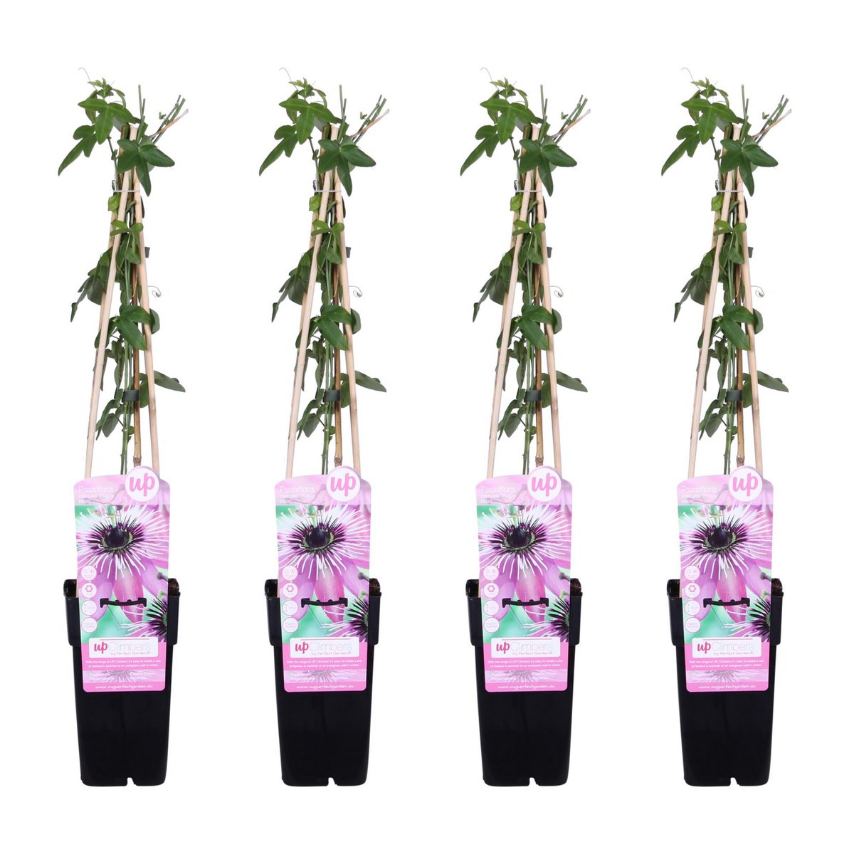 Lot de 4 Passiflora violette grimpante