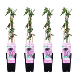 Lot de 4 Passiflora violette grimpante