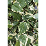 4x - Hedera Colchica 'Dentata Variegata' - ↨65cm - Ø15