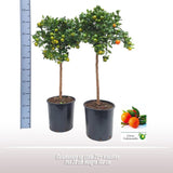 Calamondin OP Stam - Ø26cm - ↕100cm