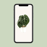 Anthurium Clarinvium - Ø12cm - ↕30cm