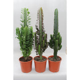 Cactus Desert Mix (Euphorbia) - 3 pièces - Ø17cm - ↕70cm