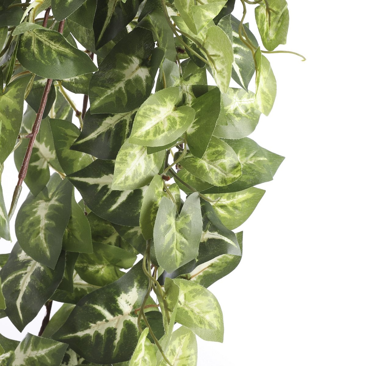 Image de diapositive